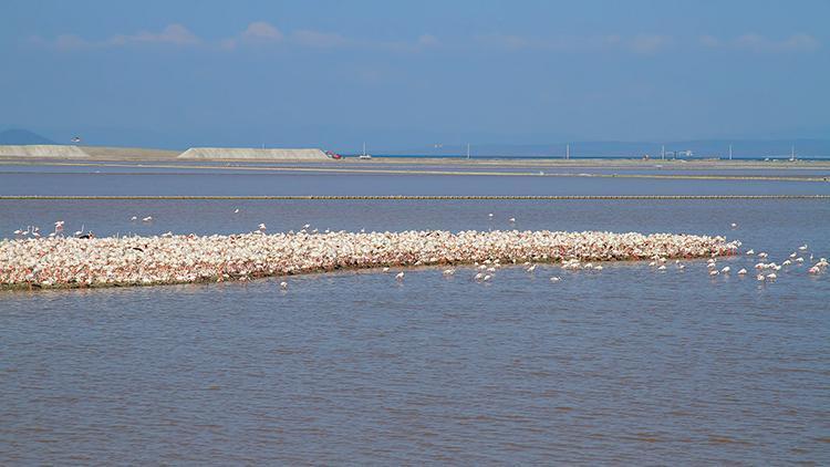 İzmir Körfez Geçişi’ne durdurma: Flamingolara iyi haber