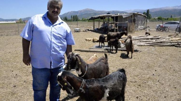 Amatör kulüp, futbolcu satıp, keçi aldı