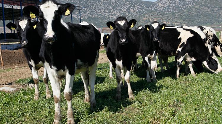 Toplanan inek sütü miktarı haziranda arttı