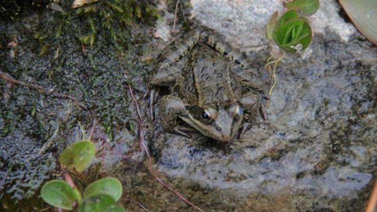 Dünyanın ötmeyen tek kurbağası Ulukışla göllerinde