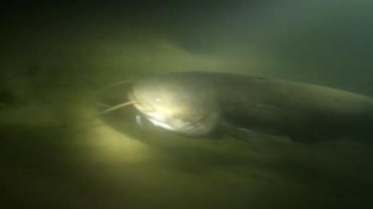 Sapanca Gölünde su altındaki yaşamı görüntülediler
