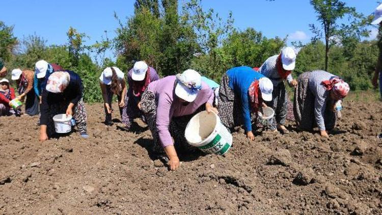 Kadın çiftçiler safran soğanlarını toprakla buluşturdu