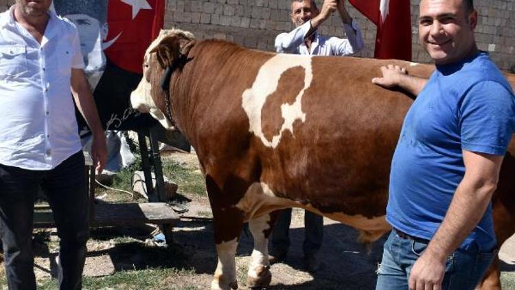 850 kiloluk ay-yıldızlı boğayı, Erdoğana hediye edecekler