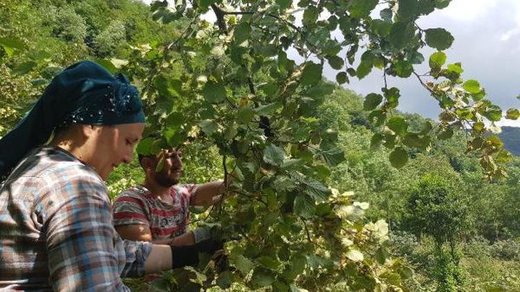 Hasadı yapılan fındık, ilkel teleferikle taşınıyor