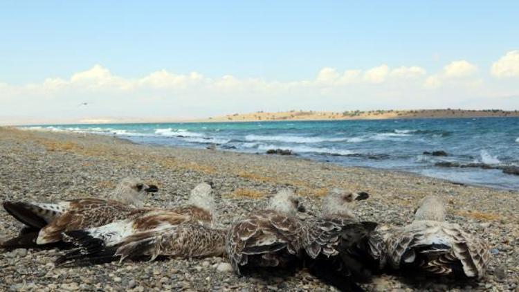 Van Gölü kıyısına vuran martı ölüleri toplandı