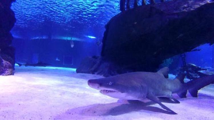 Kum Kaplanı köpekbalığı Antalyada