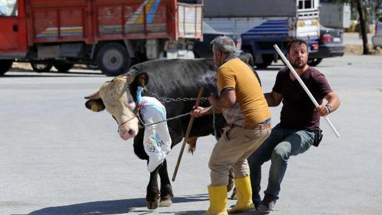 Yenimahalle’nin kurban yakalama timi iş başında