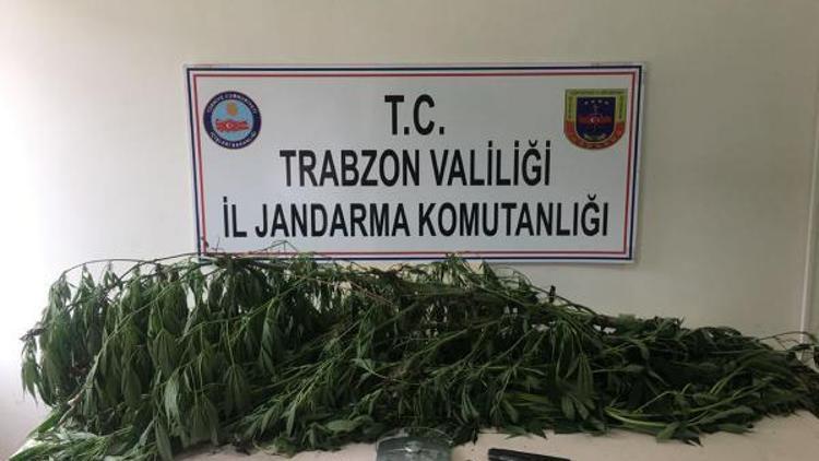 Trabzonda kenevir operasyonu