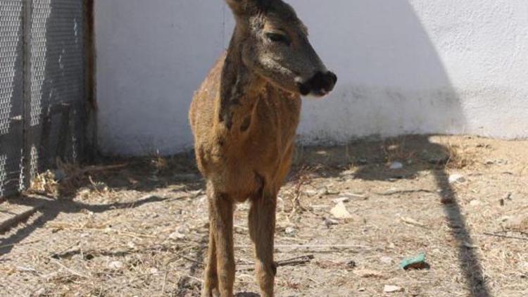 Doğada bitkin bulunan karaca tedavi edildi