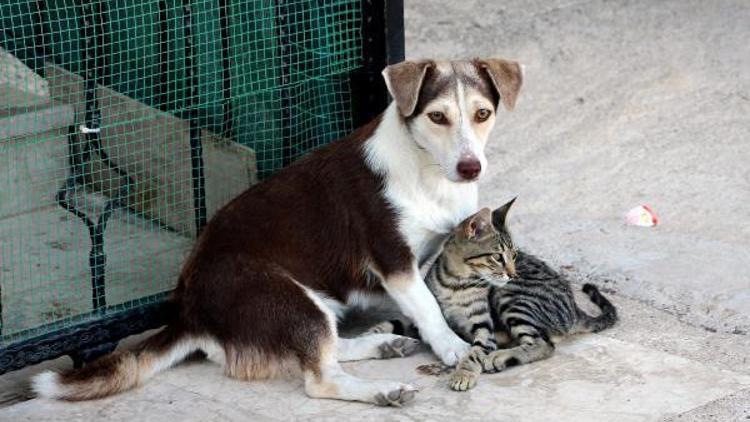 Köpek, kediye annelik yapıyor