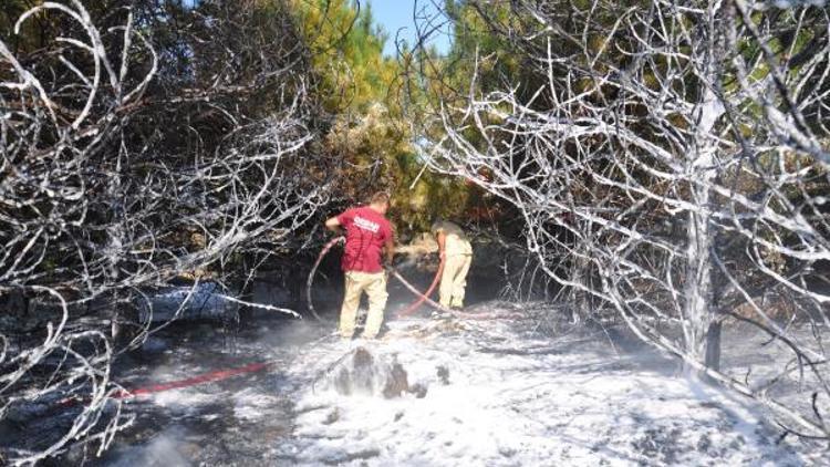 Malkaradaki orman yangınında 400 ağaç zarar gördü