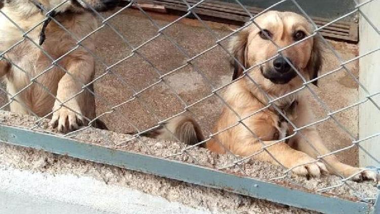SEHAYDER: Barınaklar terk edilen cins köpeklerle doldu