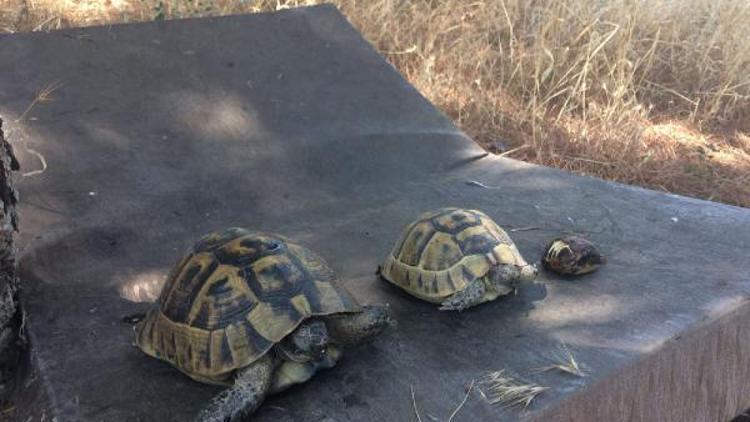 Çanakkale’deki ot yangınında kaplumbağalar telef oldu