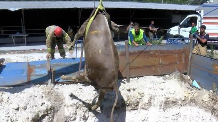 Kuyuya düşen 600 kiloluk danayı itfaiye güçlükle çıkardı