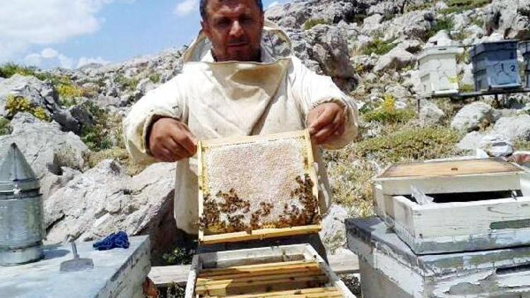 Gündoğmuşta bal hasadı başladı