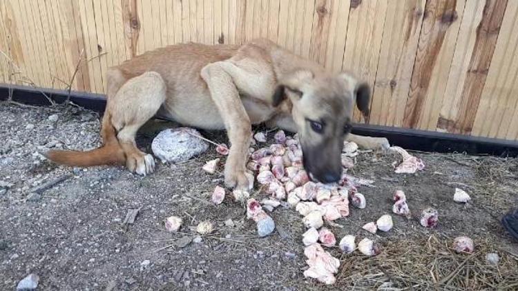 Açlıktan bitkin düşen köpeği zabıta kurtardı