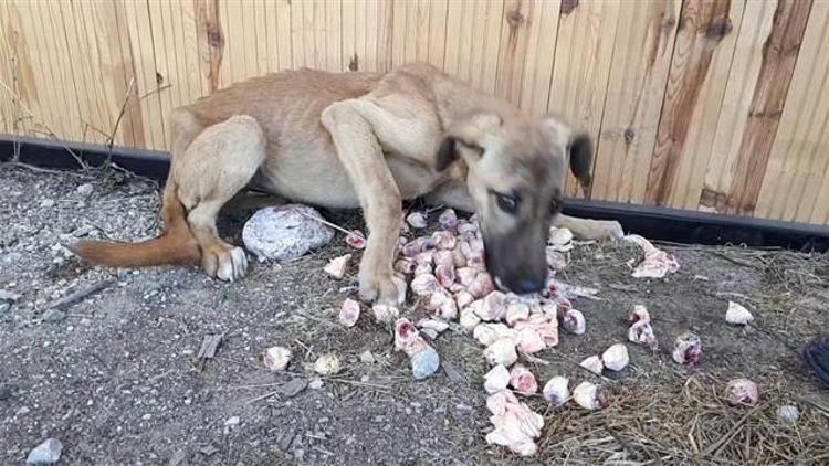 Açlıktan bitkin düşmüş halde bulundu