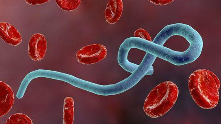 Ebola nedir Ebola virüsü nasıl bulaşır