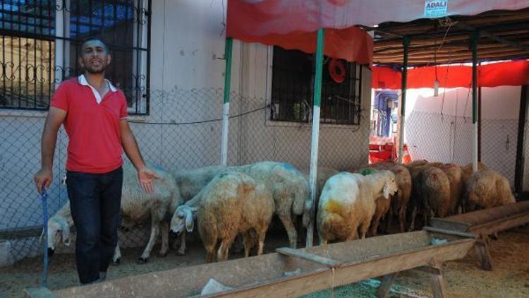 Bayramın son günü de kurban satışı devam ediyor