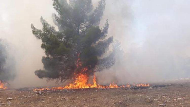 Şanlıurfada Göbeklitepe çevresindeki ormanlık alanda yangın (1)