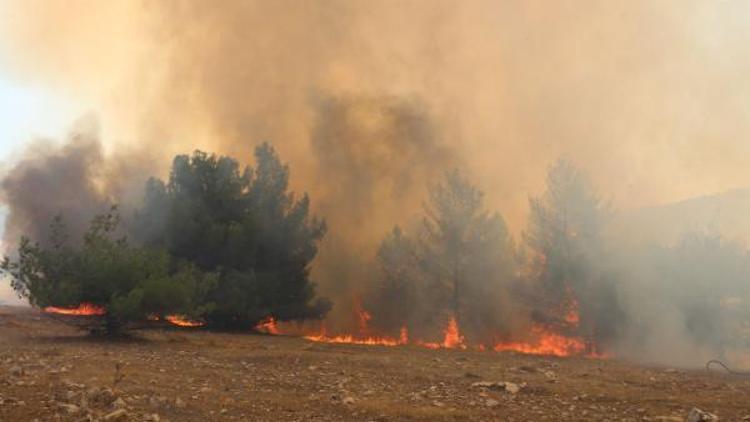 Şanlıurfada Göbeklitepe çevresindeki ormanlık alanda yangın (2)