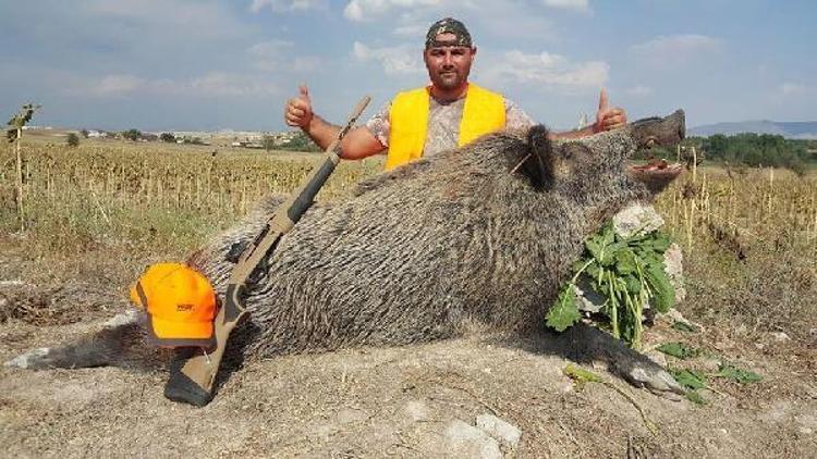 Çiftçilerin ürünlerini yiyen 250 kiloluk yaban domuzu avlandı