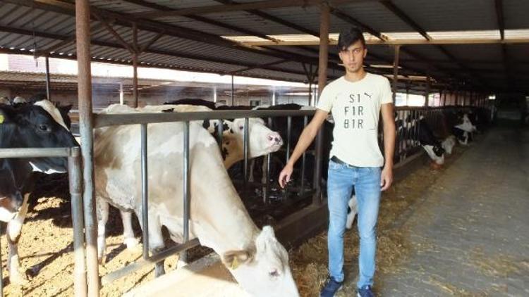 Fıskiyeyle serinleyen ineklerinin süt verimi arttı