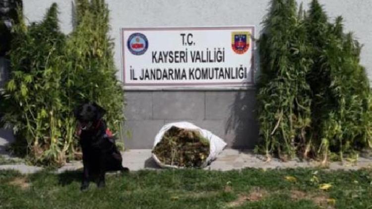 Jandarmadan bayramda uyuşturucu operasyonu: 3 gözaltı