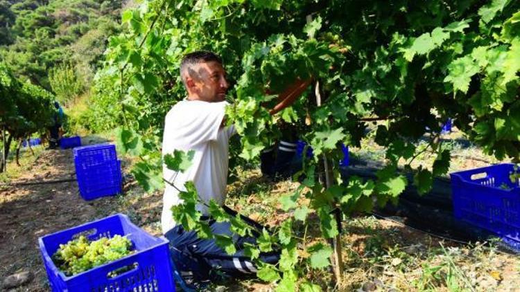 Bornova’da misket üzümü hasadı yapıldı