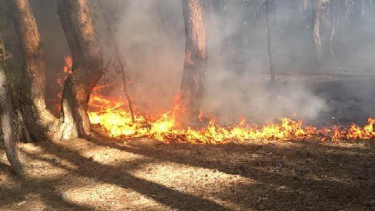 Milli parkta orman yangını