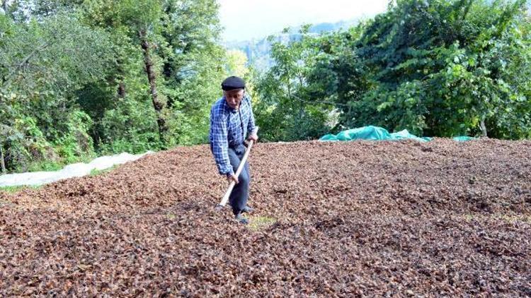 Fındıkta hasat devam ederken, üreticinin kulağı TMOda