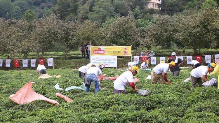 En hızlı çay toplamak için yarıştılar