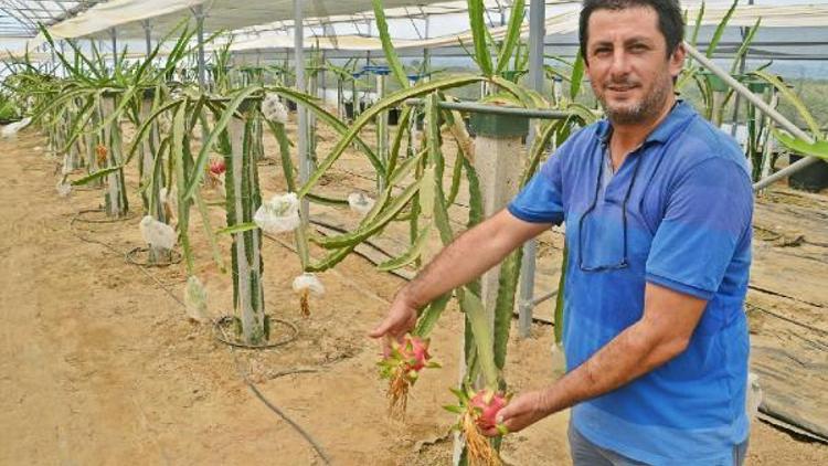 Torbalıda üretilen pitaya yüz güldürdü