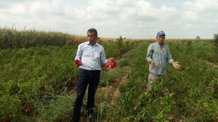 Tarlaları fareler istila etti, çözüm için 1 ton zehirli buğday gönderildi