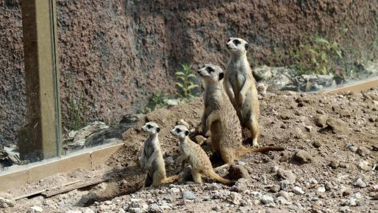 Eskişehir Hayvanat Bahçesinde 4 sevimli yavru