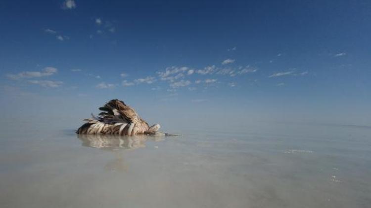Tuz Gölünde yavru flamingo ölümleri