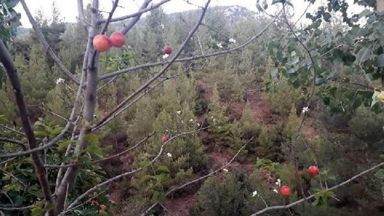 Erik ağacı çiçek açıp, meyve verdi