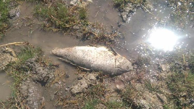 Uyuz Gölündeki balık ölümleri tedirgin etti