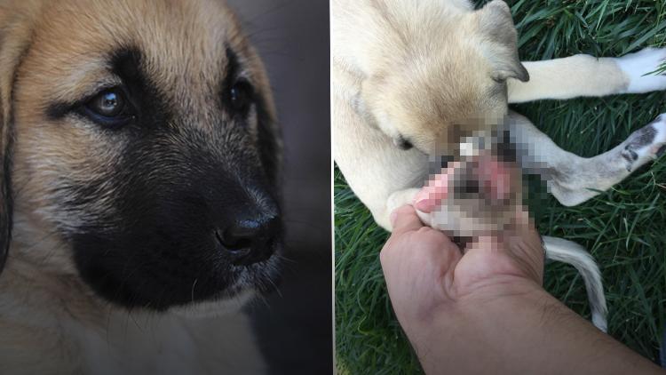 Yavru köpeklere akılalmaz işkence