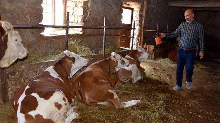 Sivasta, köyde şarbon karantinası devam ediyor