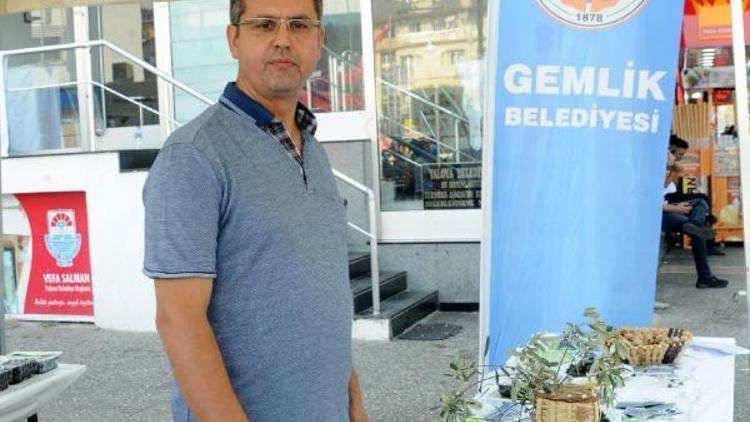 Belediye, vatandaşa zeytin dağıtıp, festivale davet etti