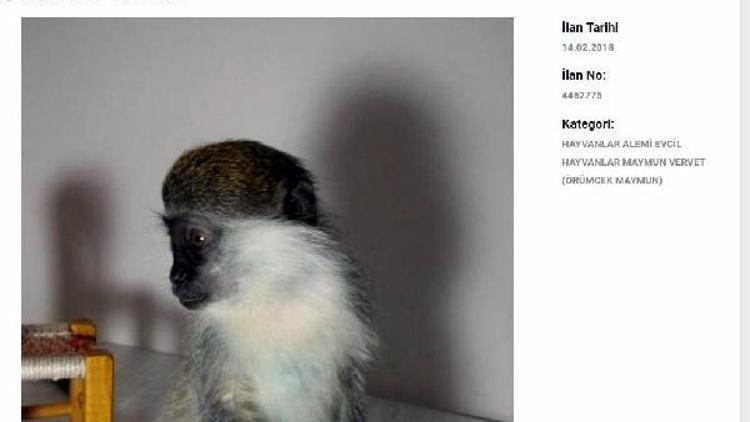 İnternetten maymun satışı