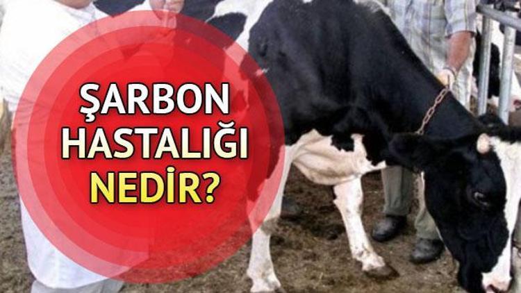 Şarbon ne demek Şarbon hastalığı nedir, belirtileri neler