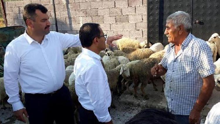 Alaşehirde 8 genç çiftçiye toplam 272 kuzu desteği