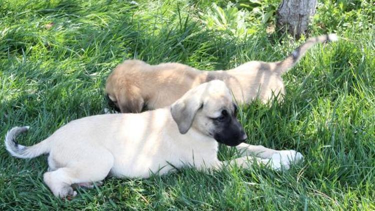 Yavru köpeklerin ayakları 20- 25 gün önce kesilmiş