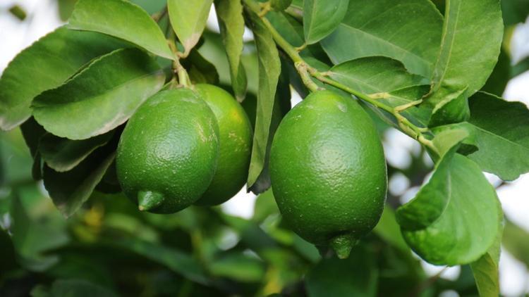 Limon fiyatları 2,5 TL’ye kadar düşecek