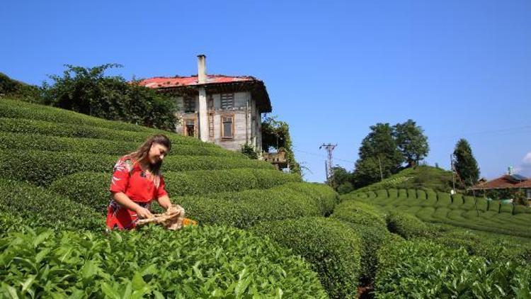 Çay tarlasına ziyaretçi akını