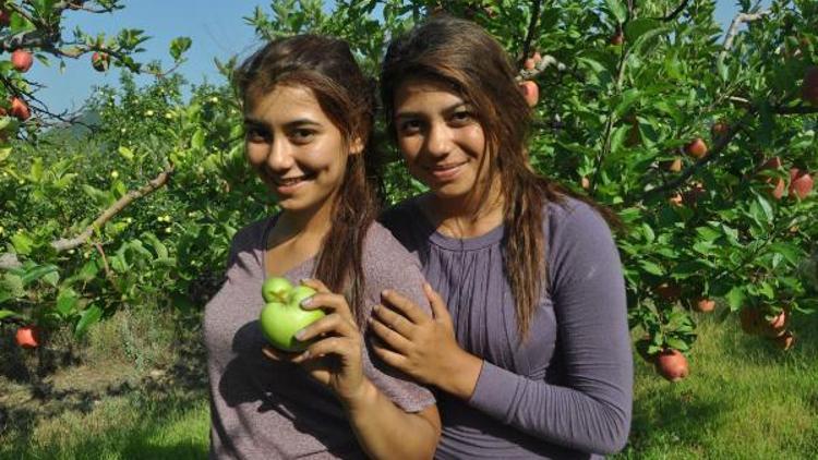 Yarım asırlık, hasatta ‘çatal elma’ bulanı ödüllendirme geleneği