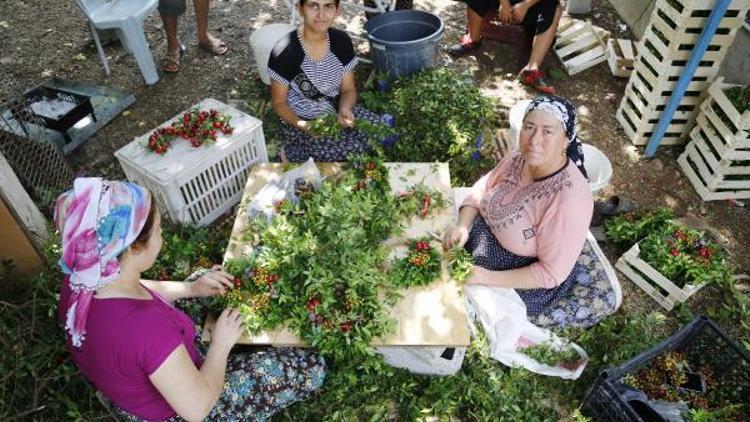 Zeytinköy uyuşturucuyla değil, emektar kadınlarıyla anılacak