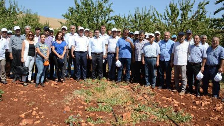 Besni’de badem hasadı şenliği